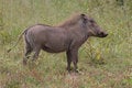Free Warthog Stock Photo - 8651250