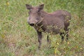 Free Warthog Royalty Free Stock Image - 8651336