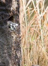 Free Lemur In A Tree On A Safari Royalty Free Stock Photos - 8653878