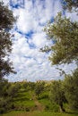 Free Volubilis Royalty Free Stock Image - 8654226