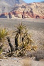 Free Desert Plants Royalty Free Stock Images - 8658799