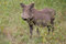 Free Warthog Royalty Free Stock Image - 8651336