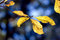 Free Yellow Autumn Rust Leaves On The Blue Royalty Free Stock Photos - 8653098