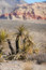 Free Desert Plants Royalty Free Stock Images - 8658799