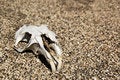 Free Dead Rodent Royalty Free Stock Photo - 8664285
