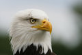 Free Bald Eagle Stock Photos - 8664423