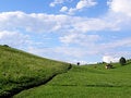 Free The Lawn Royalty Free Stock Photography - 8665247