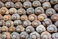 Free Decoration Of Wall Stock Image - 8668521