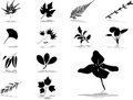 Free Set Icons - 56. Leaves Stock Images - 8669534