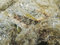 Free Italian Tompot Blenny Royalty Free Stock Photos - 8662958