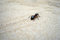 Free Ant Stock Images - 8665454