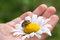 Free Frog On A Camomile Royalty Free Stock Photography - 8665667