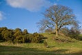 Free English Countryside - A Oak Tree On Small Hill Royalty Free Stock Photos - 8671198