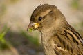 Free House Sparrow (Passer Domesticus) Royalty Free Stock Photography - 8679567