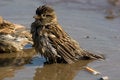 Free House Sparrow (Passer Domesticus) Royalty Free Stock Images - 8679579