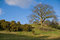 Free English Countryside - A Oak Tree On Small Hill Royalty Free Stock Photos - 8671198