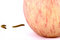 Free Apple And Worm Royalty Free Stock Image - 8674476