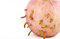 Free Apple And Worm Stock Image - 8675101