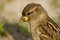 Free House Sparrow (Passer Domesticus) Royalty Free Stock Photography - 8679567