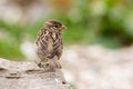 Free House Sparrow (Passer Domesticus) Royalty Free Stock Photos - 8685398