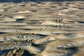 Free Footprint Stock Images - 871014