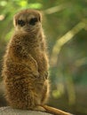 Free Standing Meerkat Stock Image - 873251