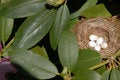 Free Bird S Nest II Royalty Free Stock Photos - 874868