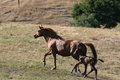 Free New Born And Running Stock Photography - 875032