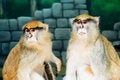 Free Cute Monkey Royalty Free Stock Image - 875526
