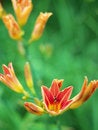 Free Lily Flowers In Shallow Focus In A Sea Of Green (III) Royalty Free Stock Photos - 878298