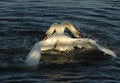 Free Swans Royalty Free Stock Photography - 878707