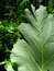 Free Green Goodness Royalty Free Stock Photography - 871257