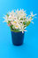 Free Spring Flowers In Mug Stock Photography - 872922