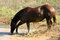 Free Splashing Horse Royalty Free Stock Images - 874069