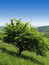 Free Tree On A Hill Stock Image - 874601