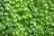 Free Leafy Background Stock Photography - 879022