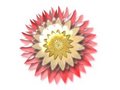 Free Glow Flower Stock Photography - 8704342