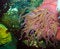 Free Pink Anenome Stock Photos - 8708243