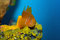 Free Cute Orange Fish Royalty Free Stock Photo - 8708255
