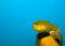 Free Little Yellow Fish Royalty Free Stock Photography - 8708257
