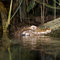Free Peek-a-Boo Croc Royalty Free Stock Image - 8708276