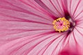 Free Pink Flower Stock Photography - 8728502