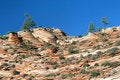 Free Zion Sandstone And Trees Stock Images - 8732074