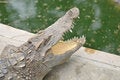 Free Crocodile Head Close Up Royalty Free Stock Images - 8732629