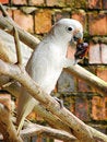 Free Goffin S Cockatoo (Cacatua Goffini) Royalty Free Stock Images - 8732639