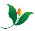 Free Tulip Fly Royalty Free Stock Photos - 8732658