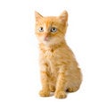 Free Red Kitten Stock Image - 8736391