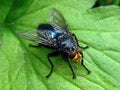 Free Cynomya Mortuorum Stock Photo - 8736750