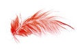 Free Red Feather Stock Photo - 8741750
