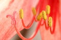 Free Red Lily Royalty Free Stock Photography - 8744037